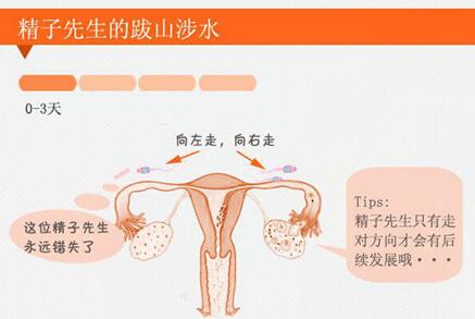受精卵着床的必备条件是什么?了解胚胎着床必要因素